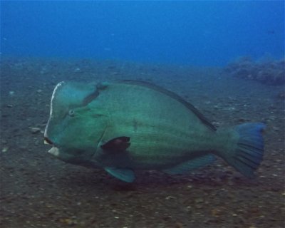 USAT Liberty Wreck <span class="text-color-primary text-sm"> (★4.7)</span>