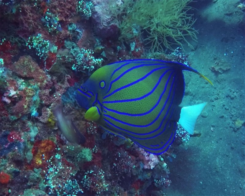 Divesite Image