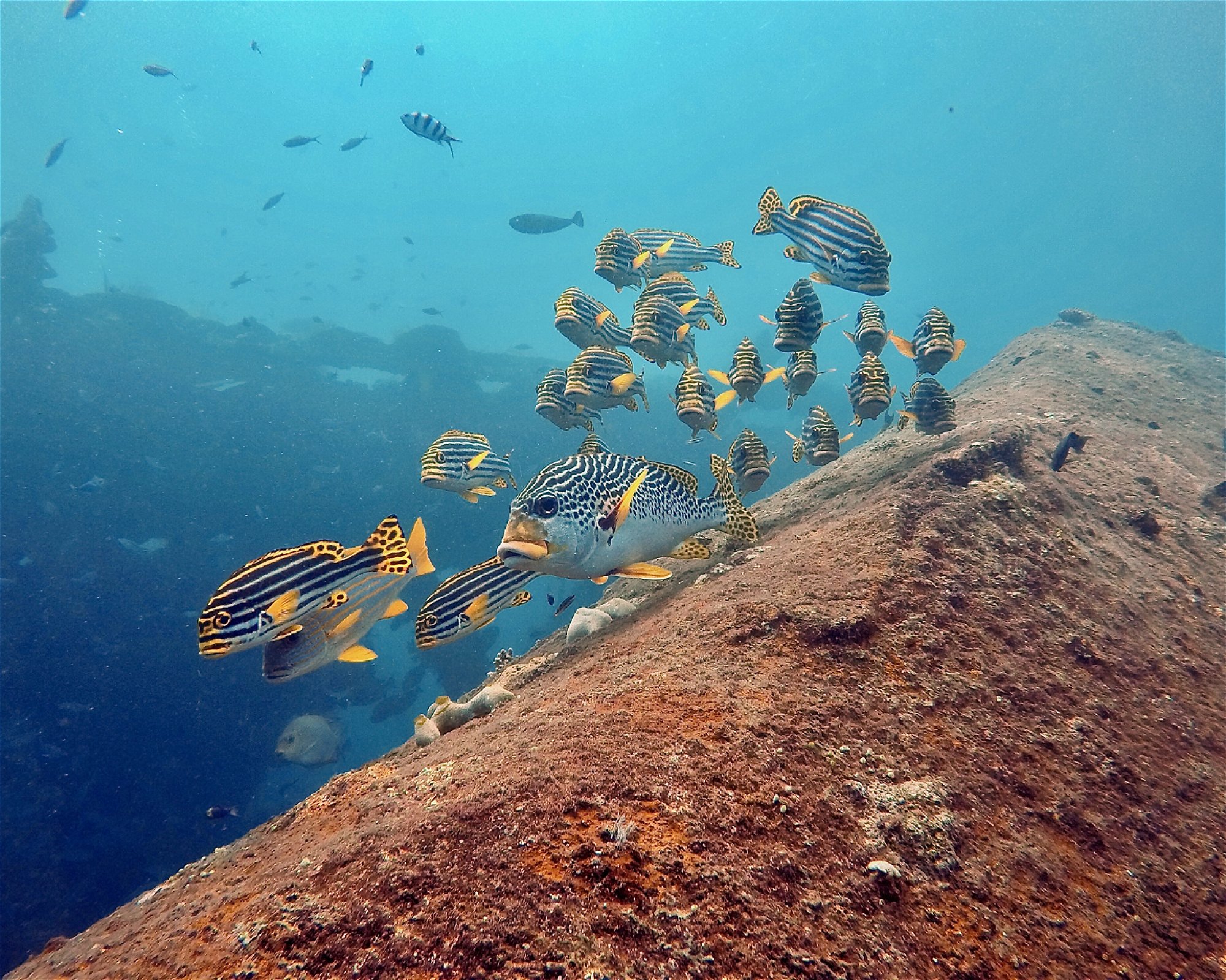 Amed Jepun Divers, 80852 Amed, Karangasem