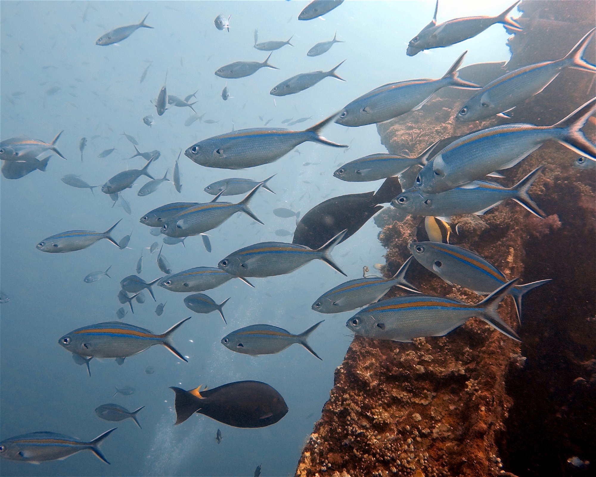 Amed Jepun Divers, 80852 Amed, Karangasem