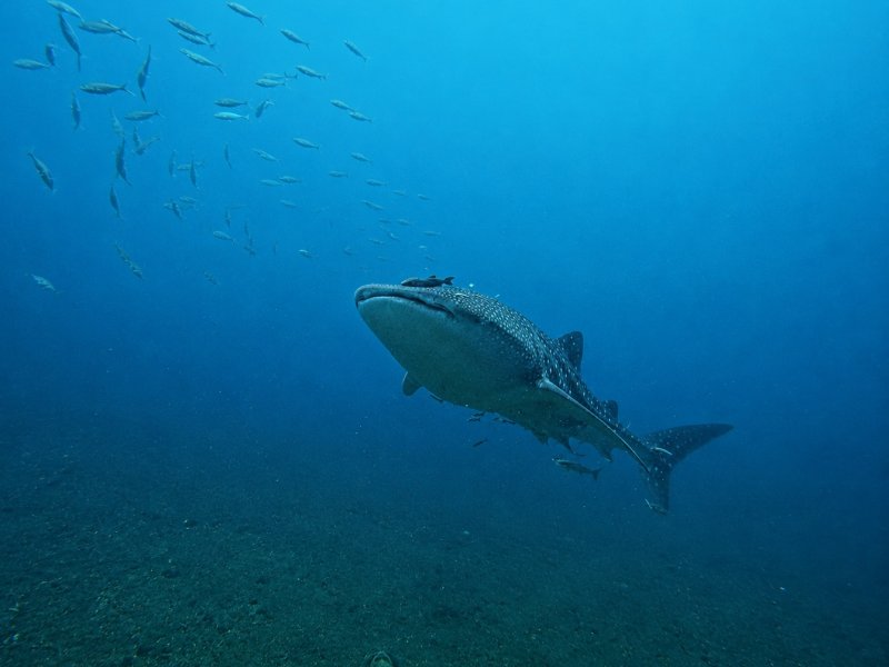 Divesite Image