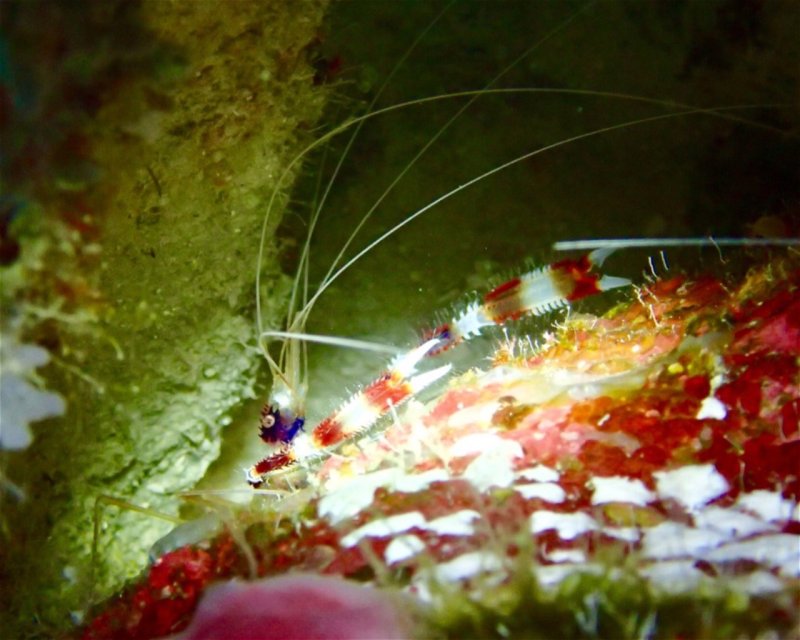 Divesite Image