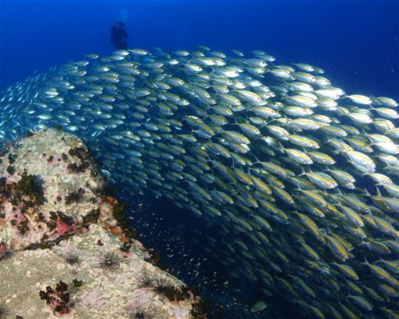 Divesite Image