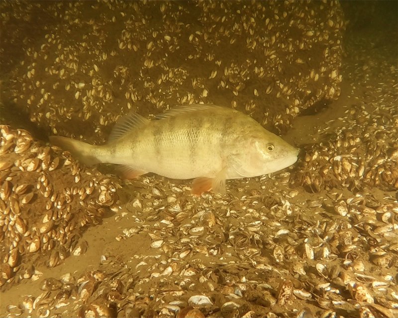 Divesite Image