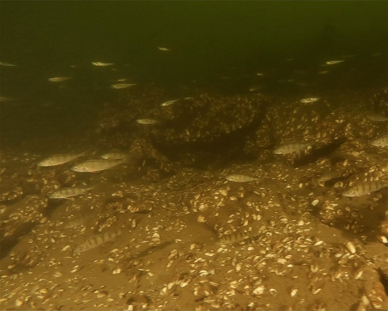 Divesite Image