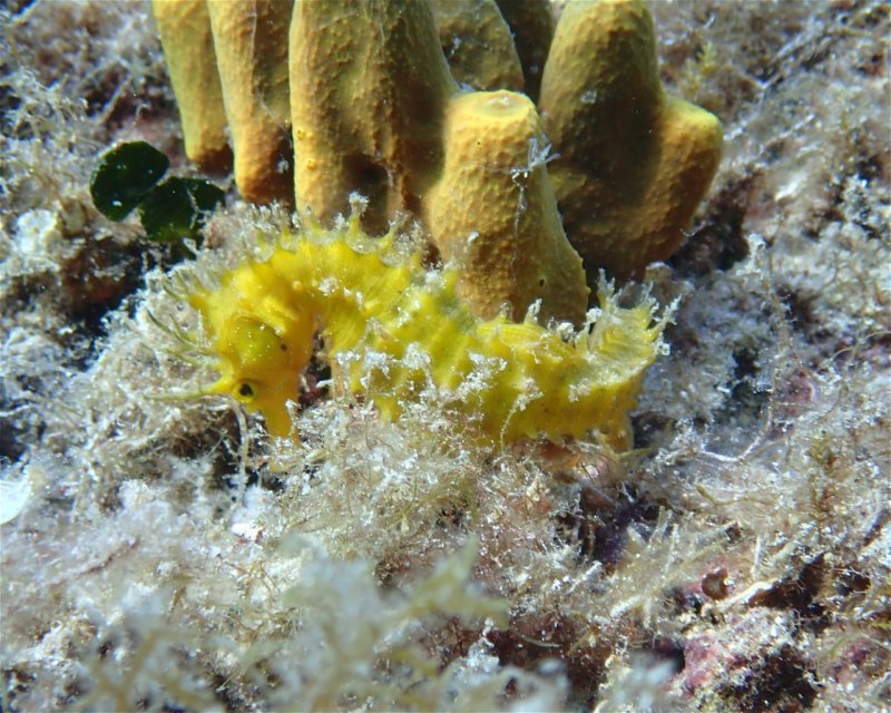 Divesite Image