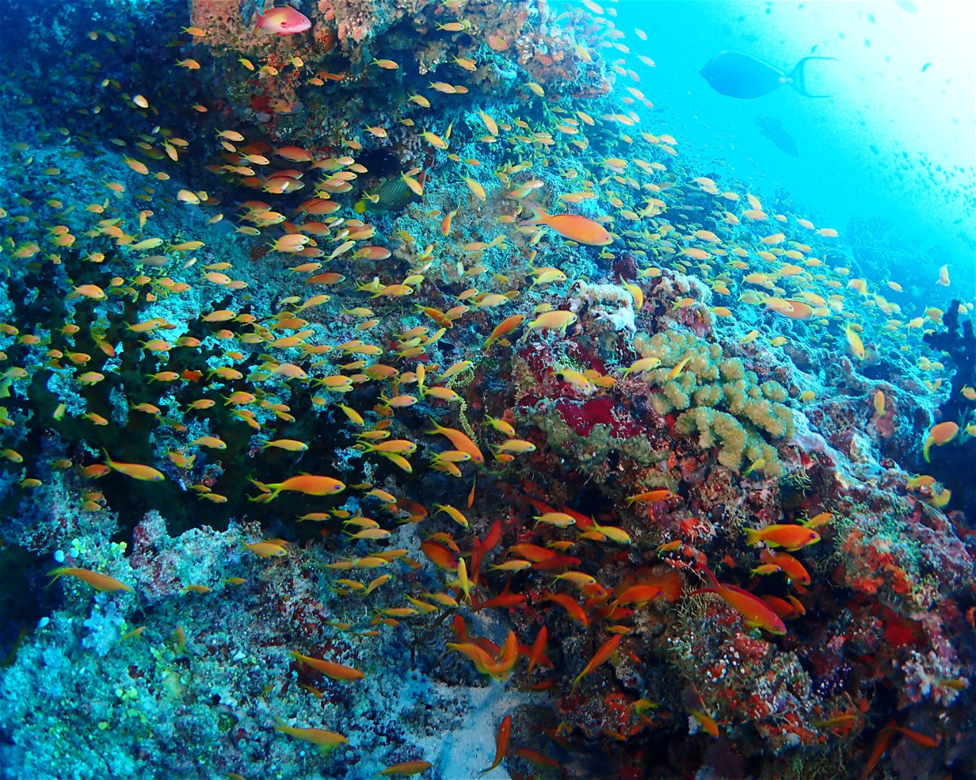 SUN SIYAM DIVING OLHUVELI, 2005 South Male Atoll