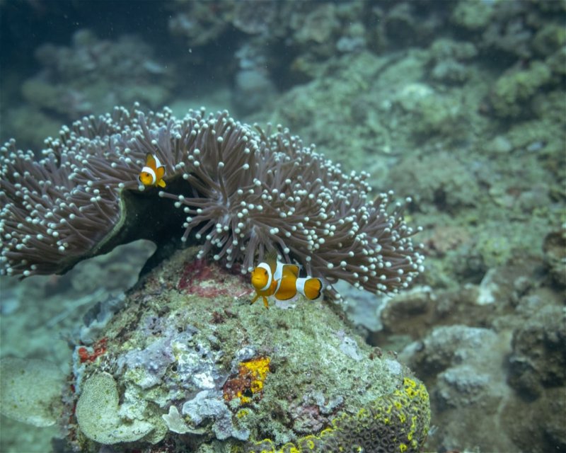 Divesite Image