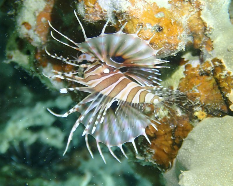 Divesite Image