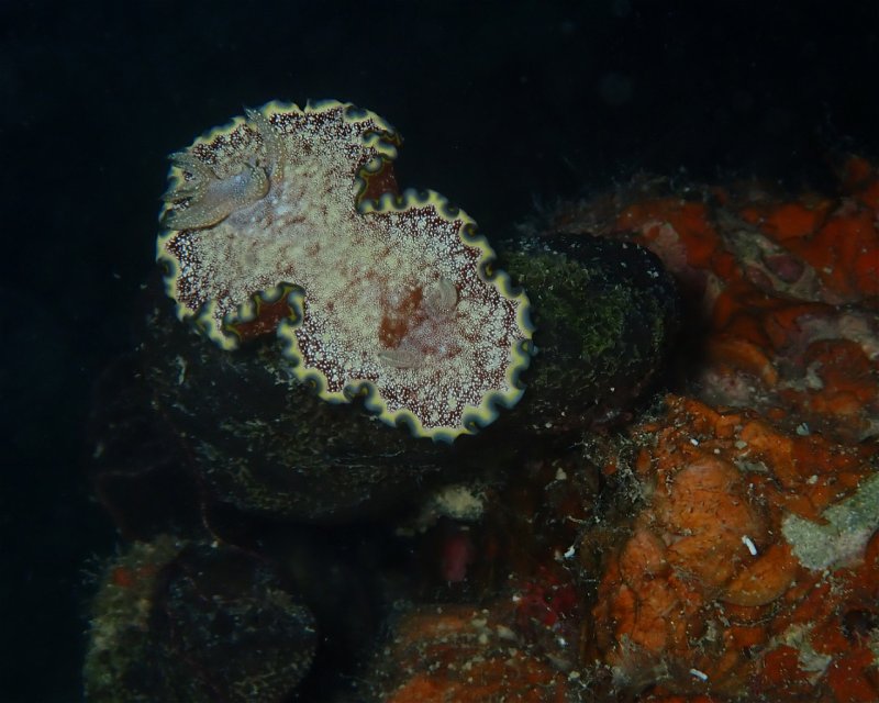 Divesite Image