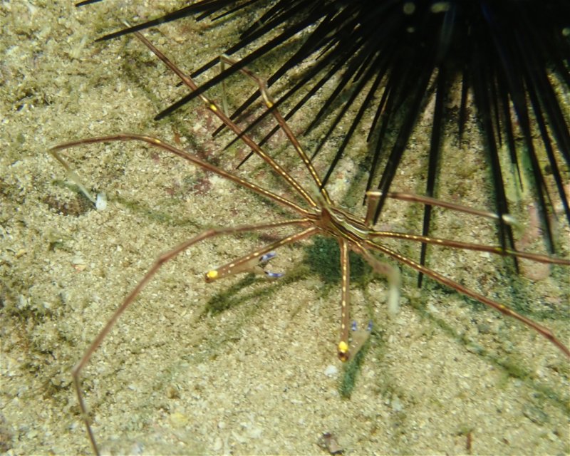 Divesite Image