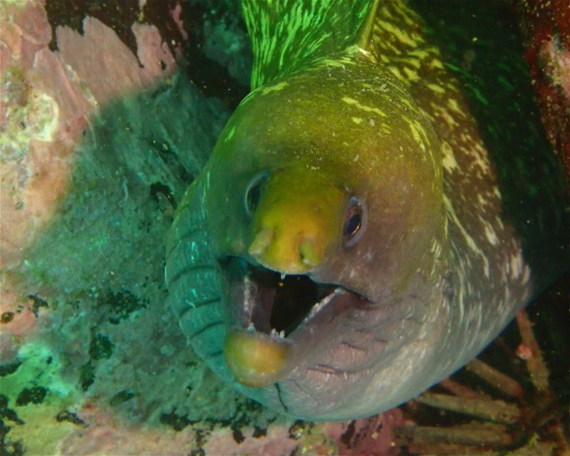 Divesite Image