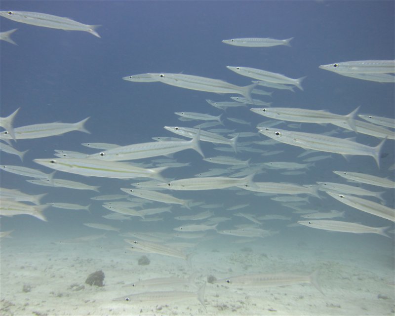 Divesite Image