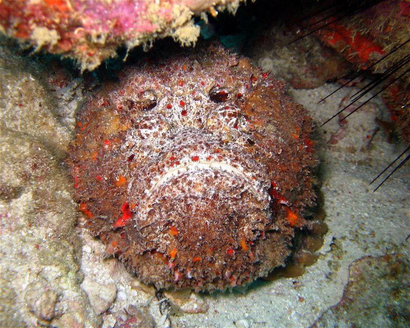 Divesite Image