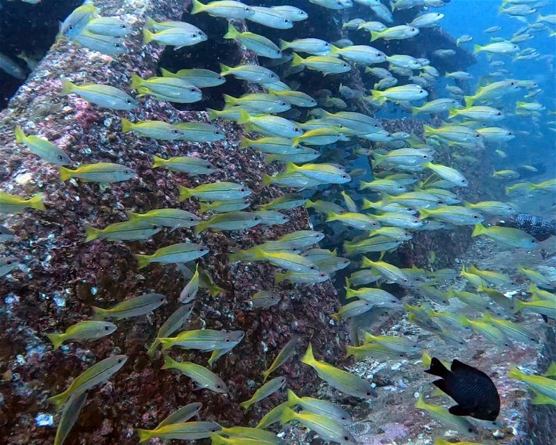 Divesite Image