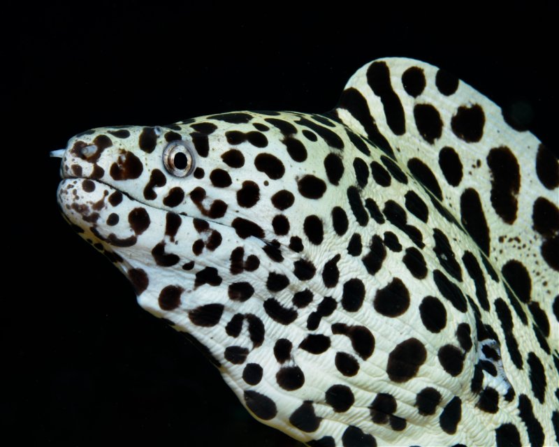 Divesite Image