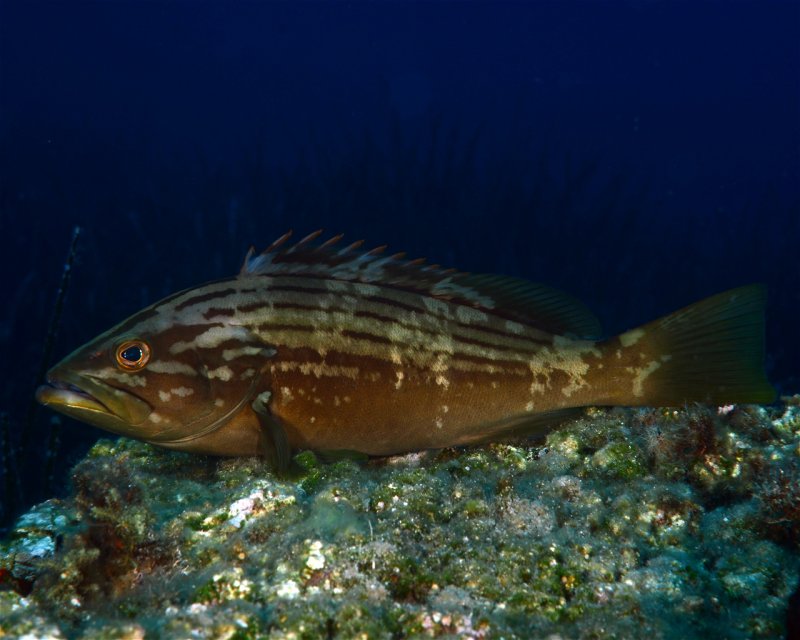 Divesite Image