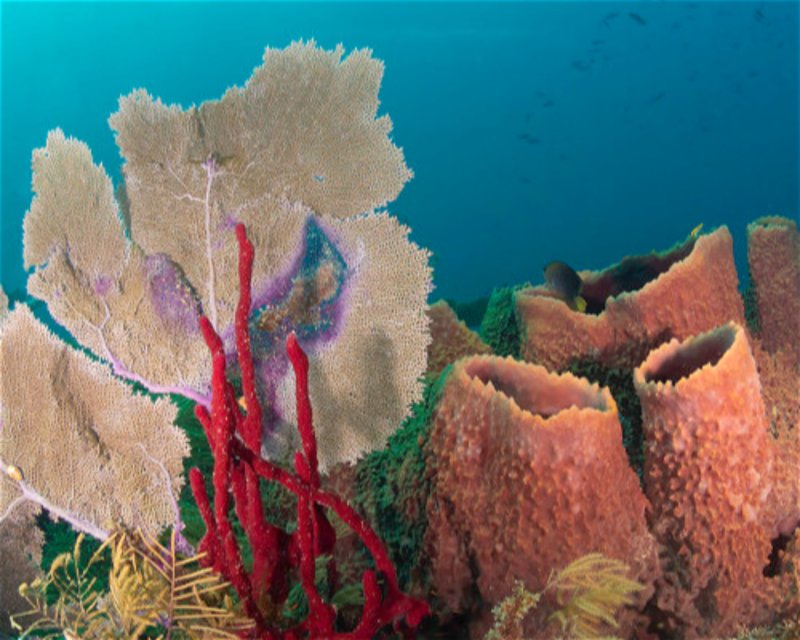 Divesite Image