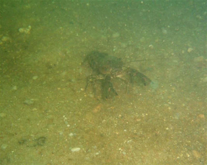 Divesite Image