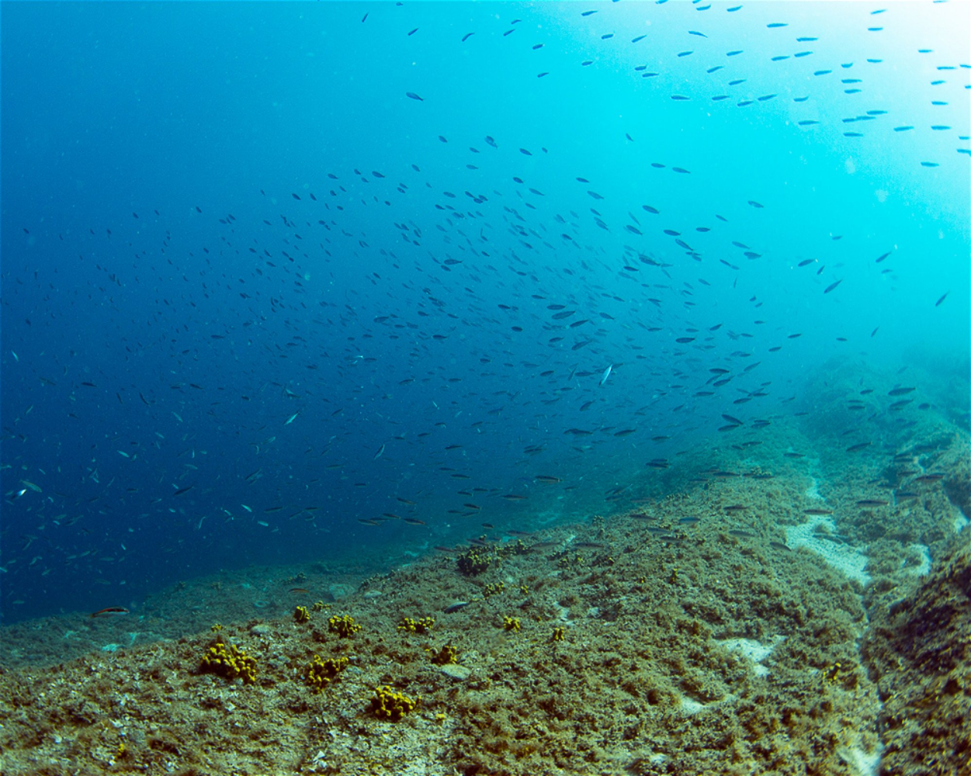 Dive Loft Krk, 51516 Vrbnik