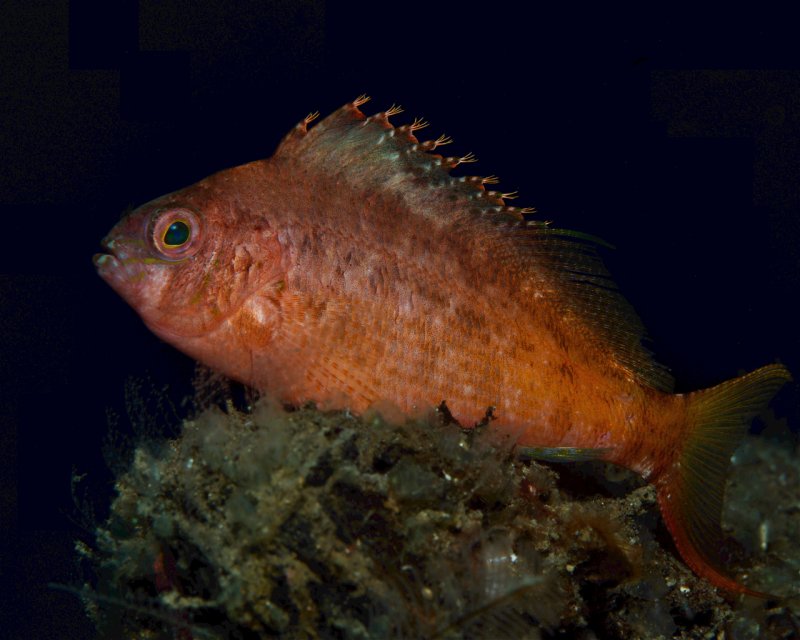 Divesite Image