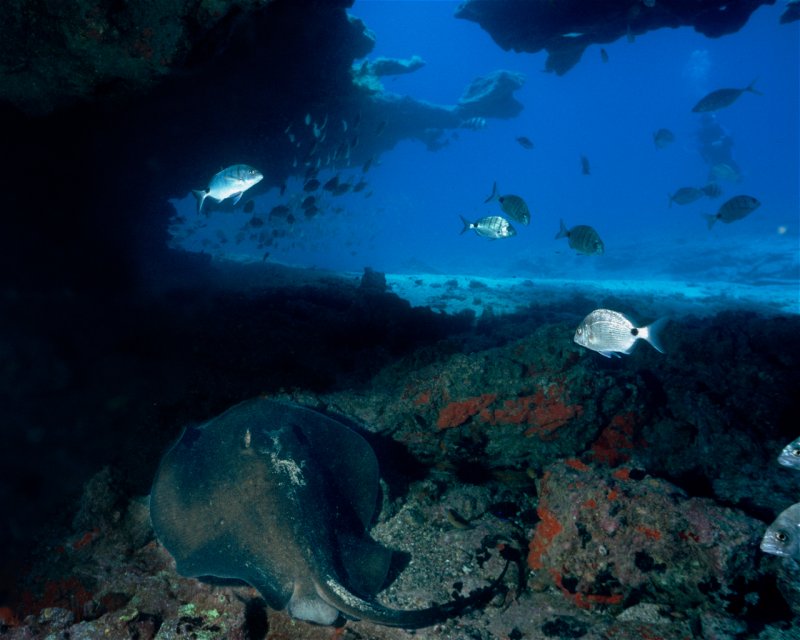 Divesite Image