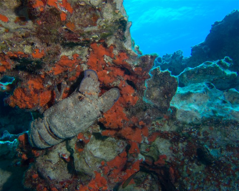 Divesite Image