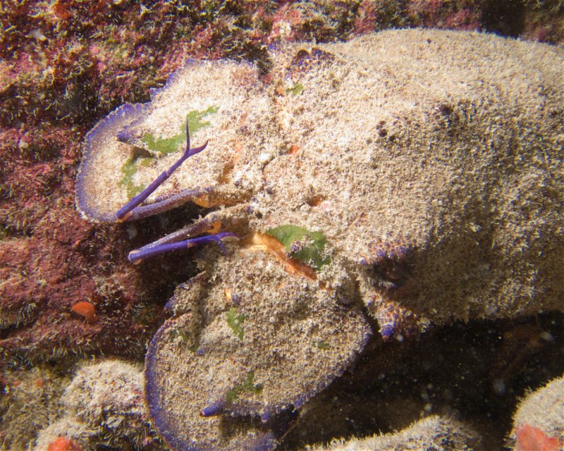 Divesite Image