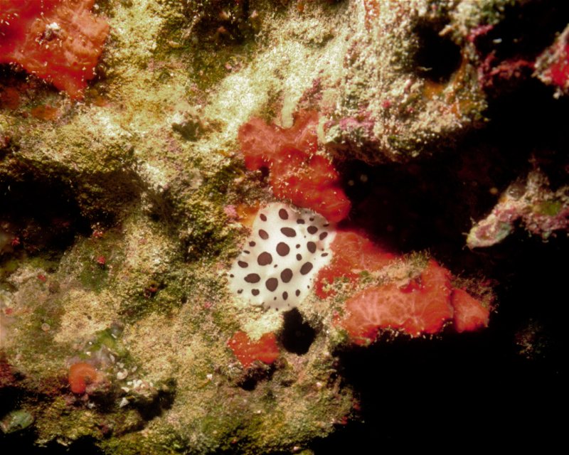 Divesite Image