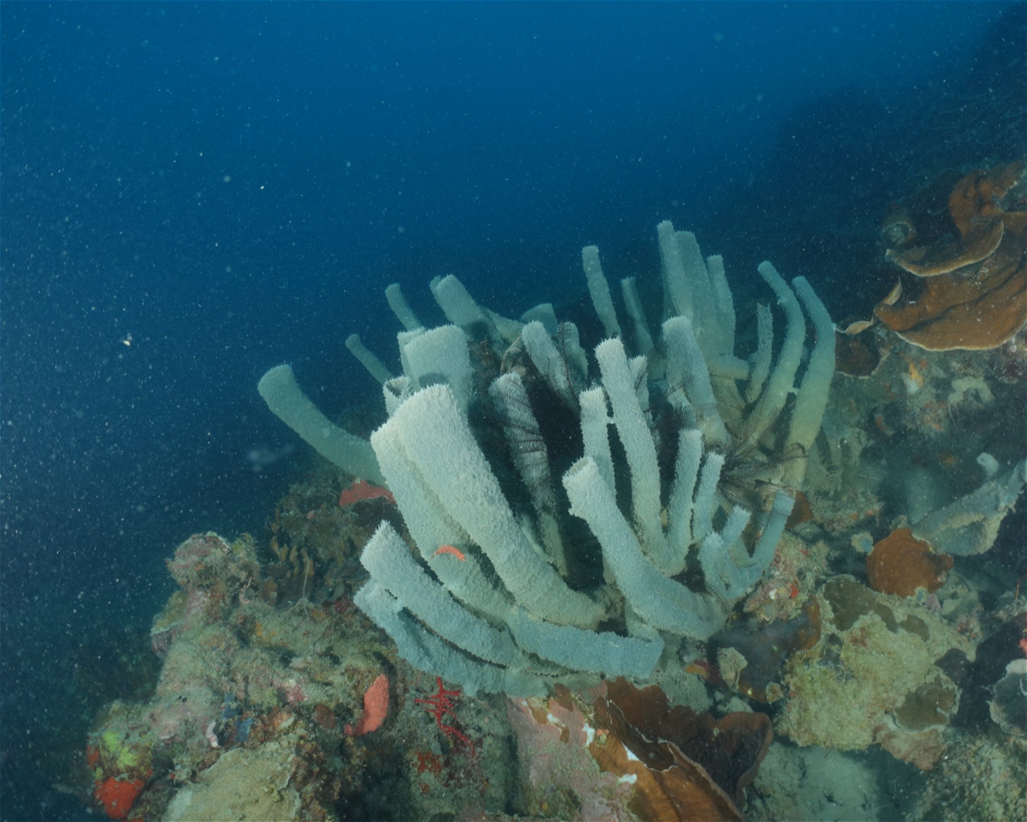 INSTRUMENT DIVE ADVENTURE, 17111 Bekasi Timur