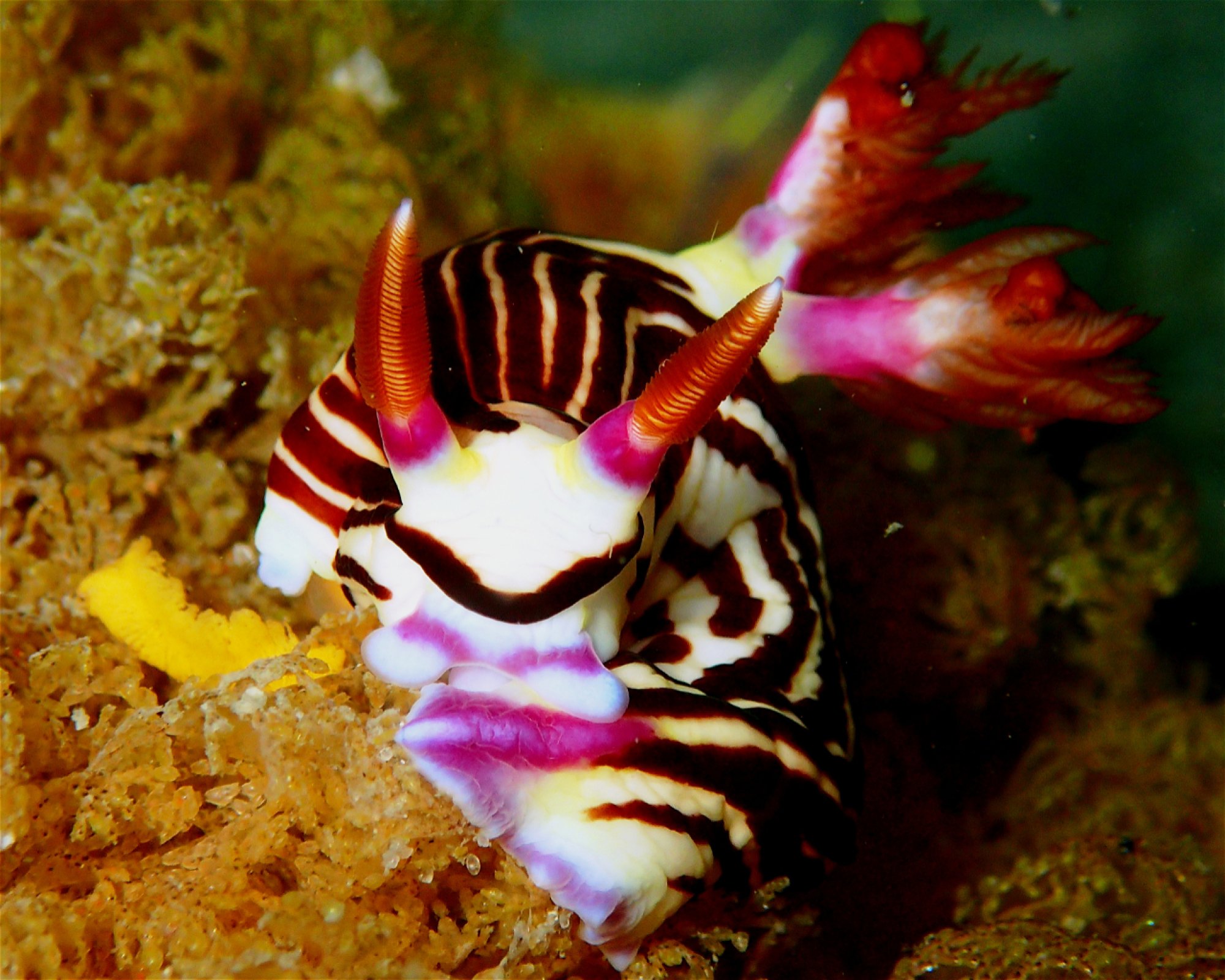 FEET FIRST DIVE PTY LTD, 2315 NELSON BAY