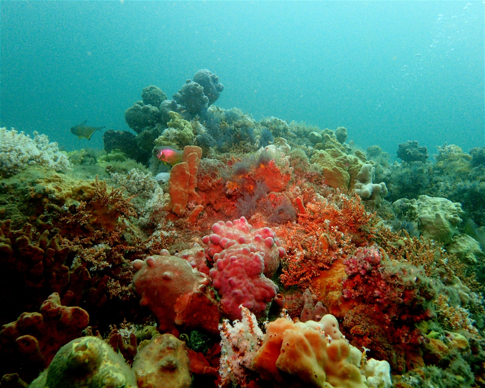 FEET FIRST DIVE PTY LTD, 2315 NELSON BAY