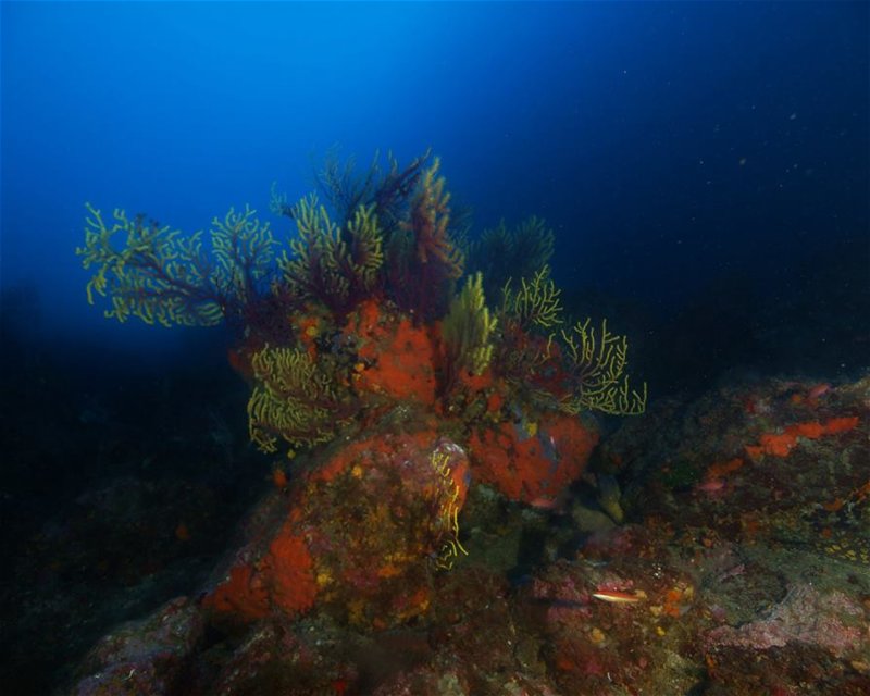 Divesite Image