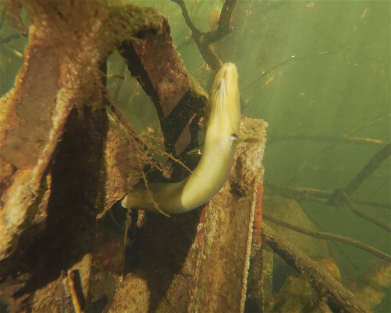 Divesite Image