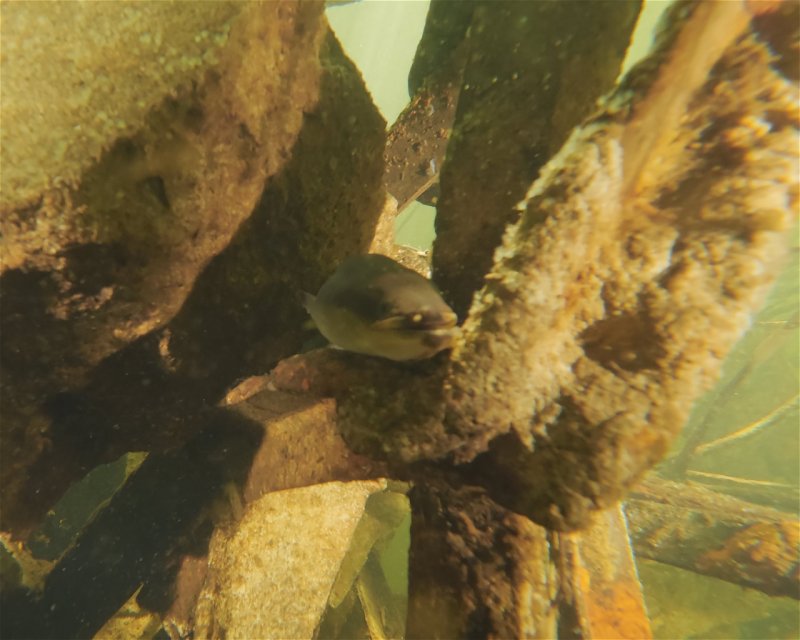 Divesite Image
