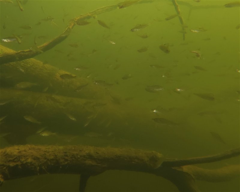 Divesite Image
