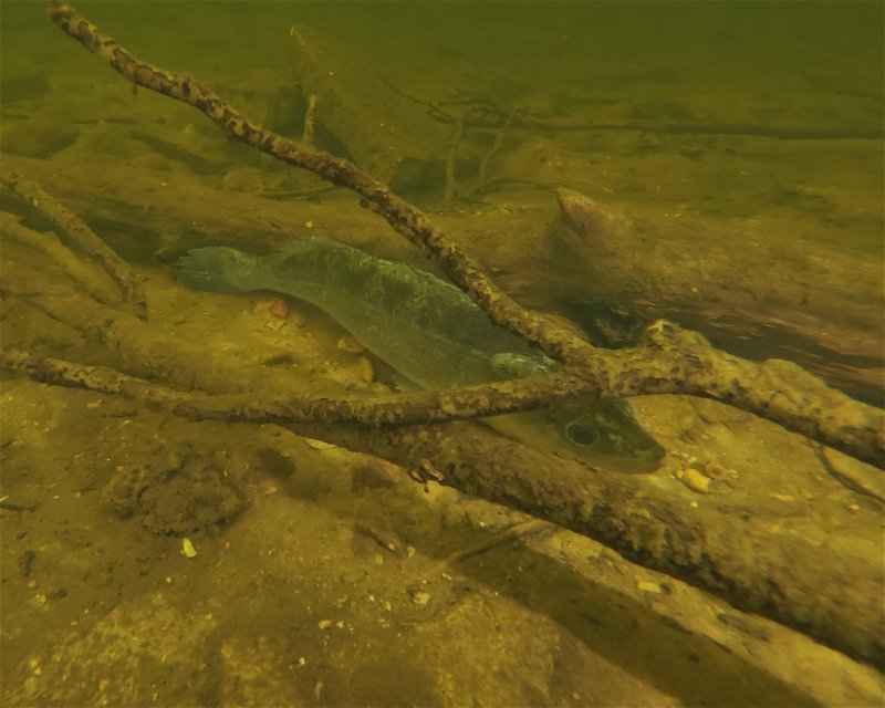 Divesite Image
