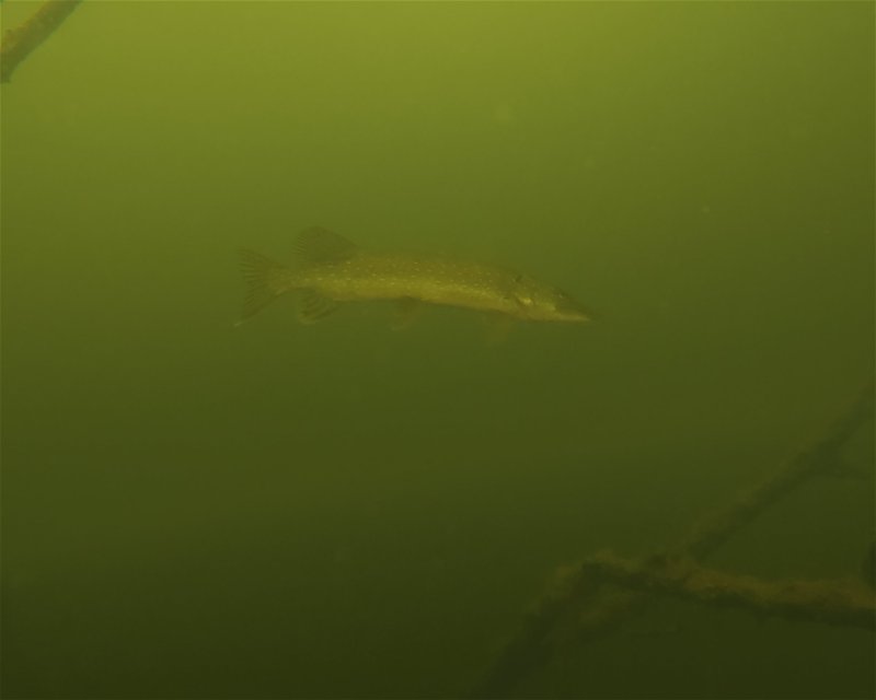 Divesite Image