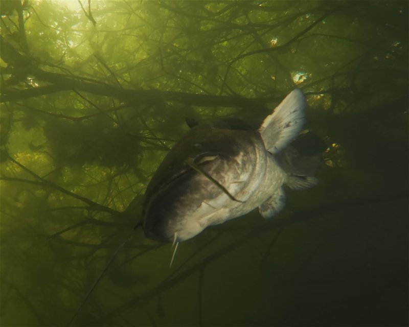 Divesite Image