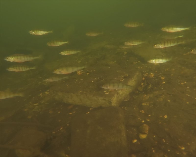 Divesite Image