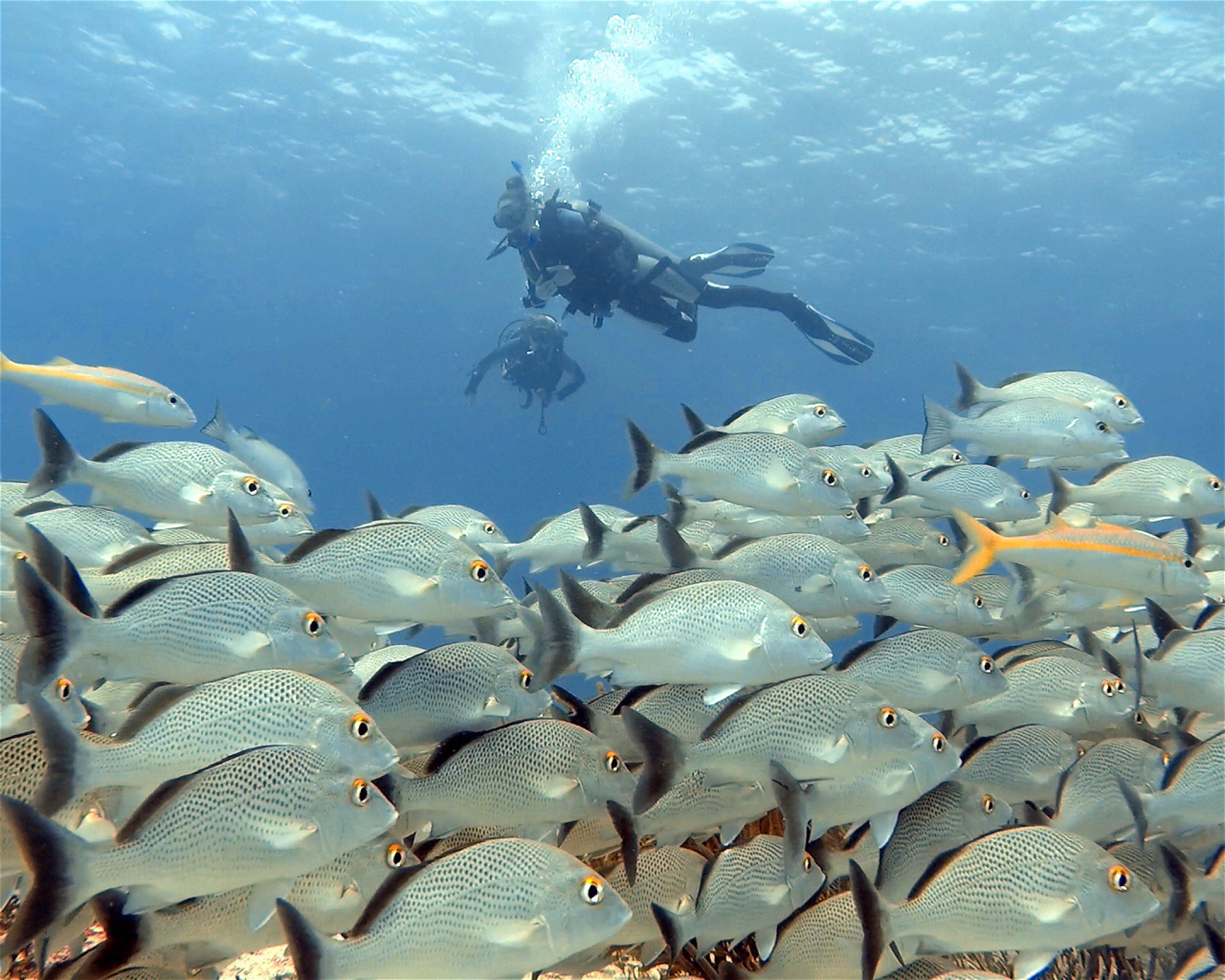 DIVEMEX, 77710 Playa del Carmen