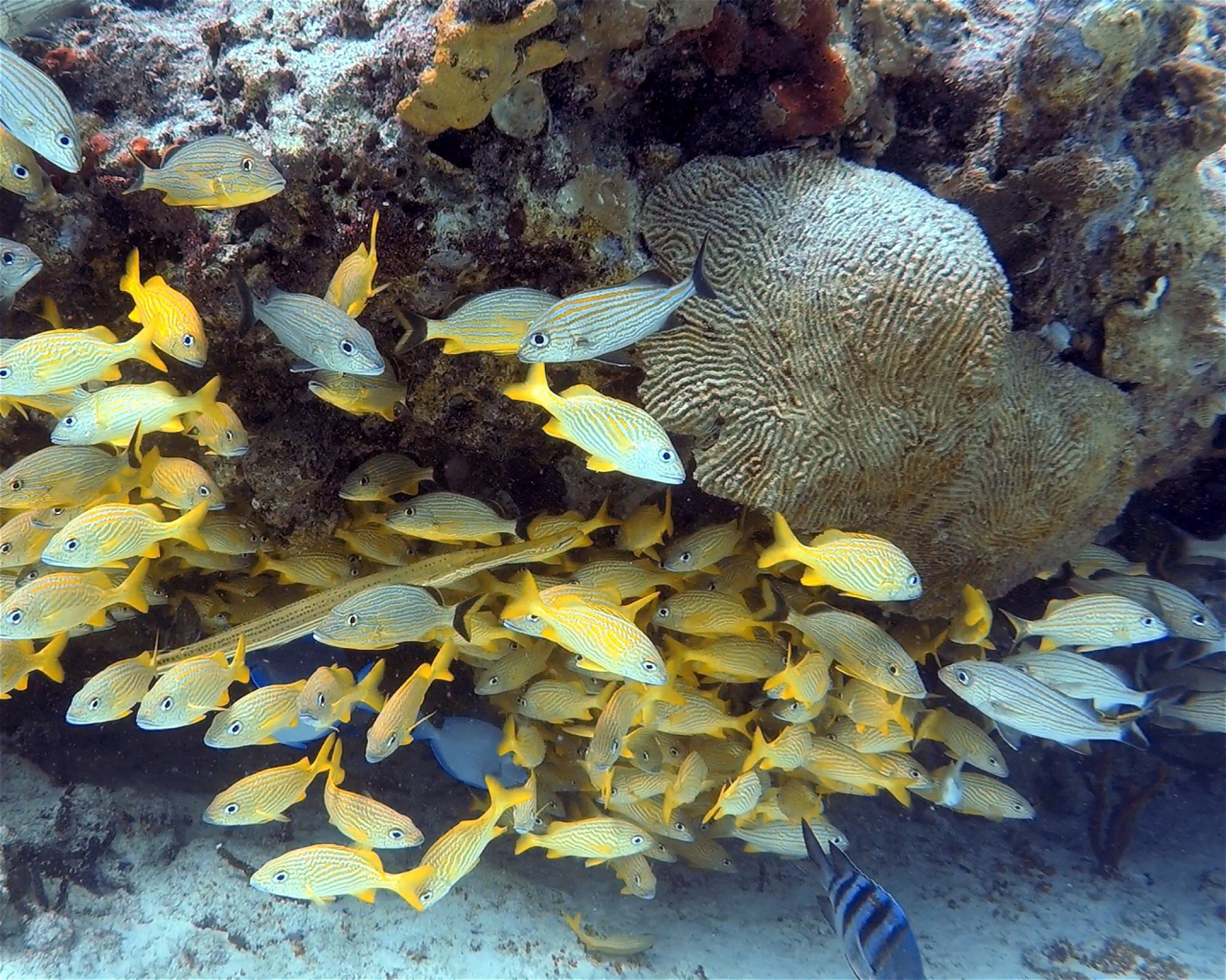 DIVEMEX, 77710 Playa del Carmen