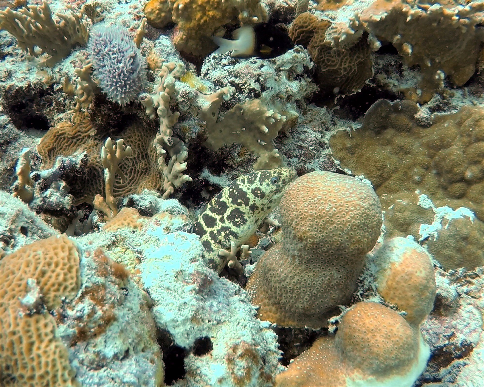 DIVEMEX, 77710 Playa del Carmen