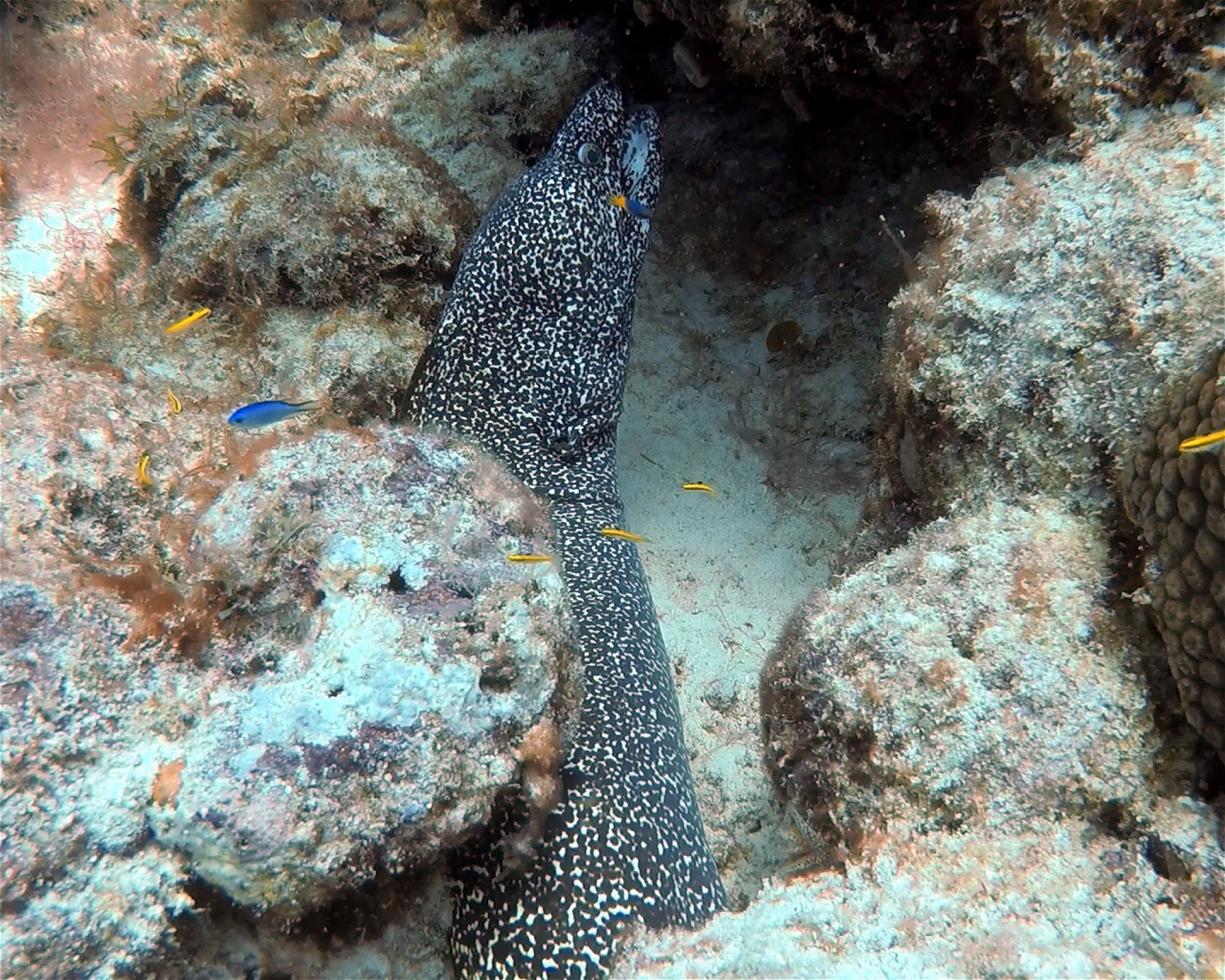 DIVEMEX, 77710 Playa del Carmen