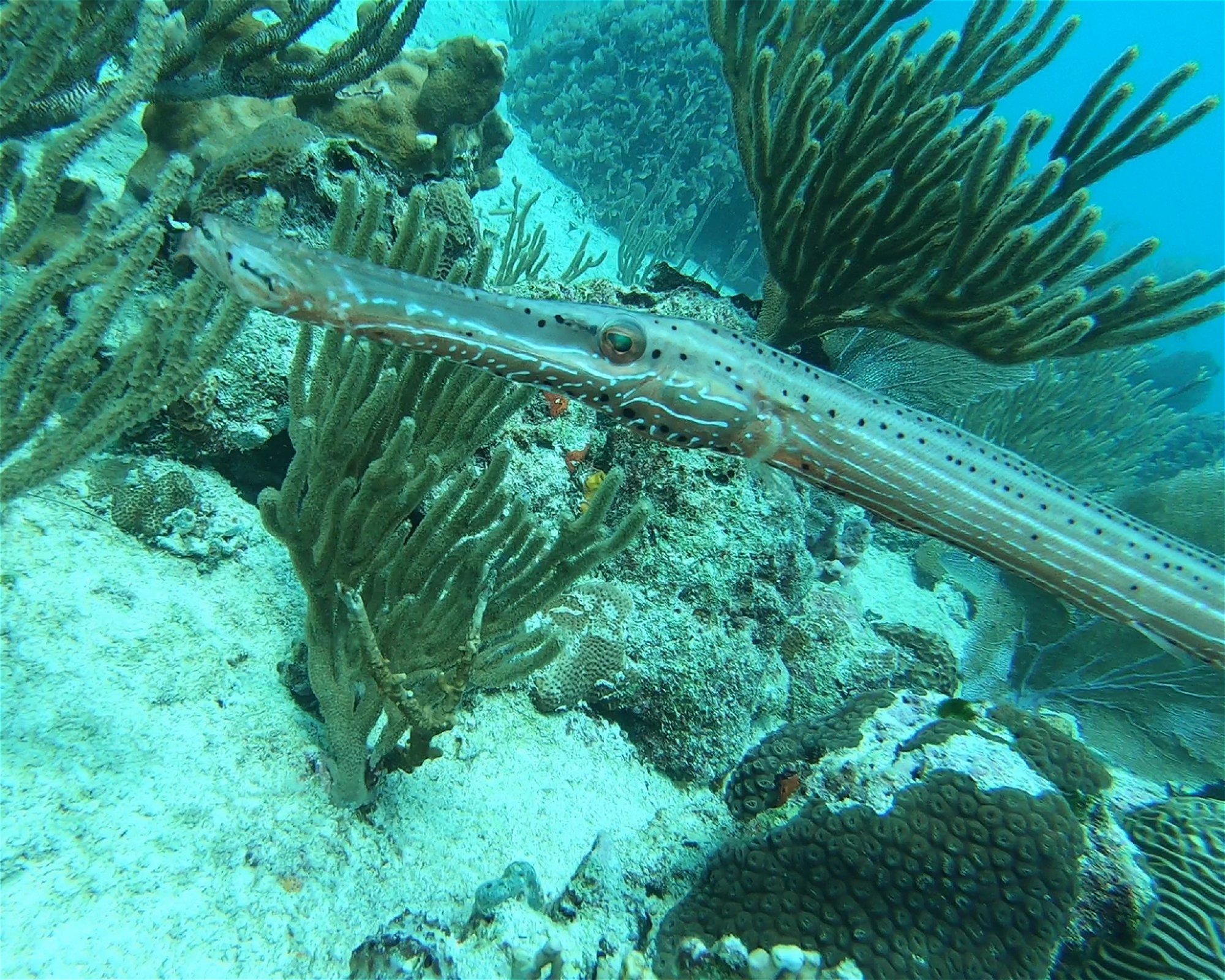 DIVEMEX, 77710 Playa del Carmen