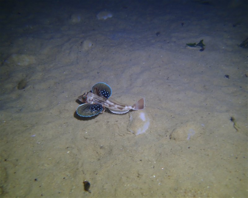 Divesite Image