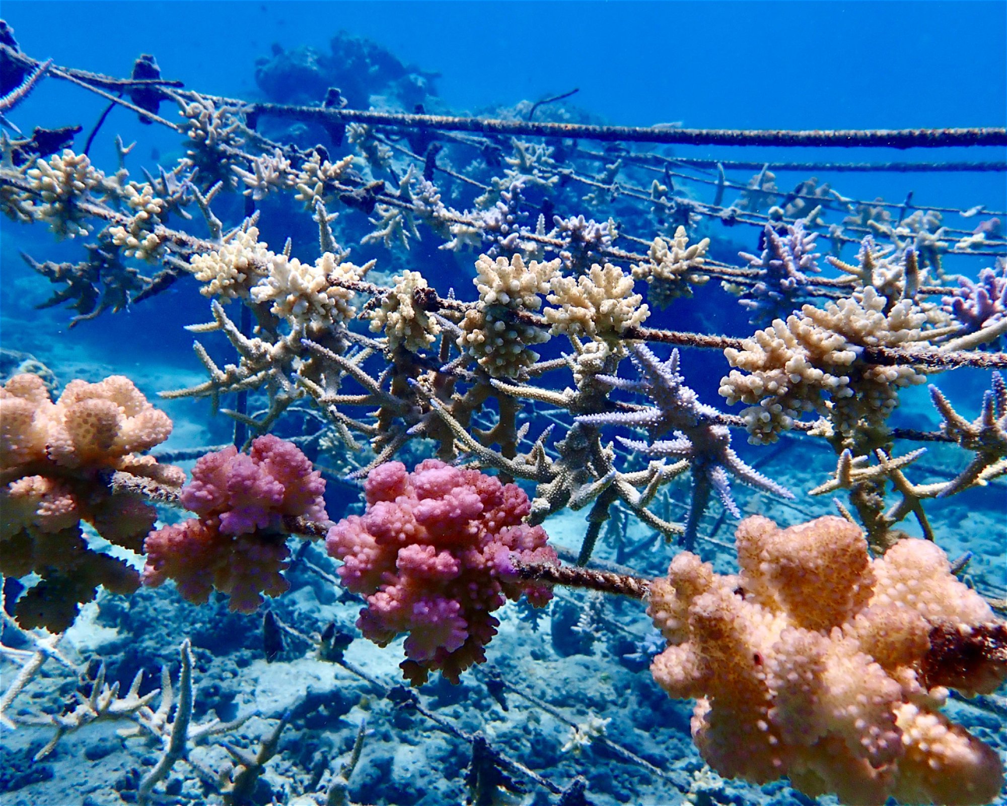 REEF SAFARI FIJI, 0000 NADI