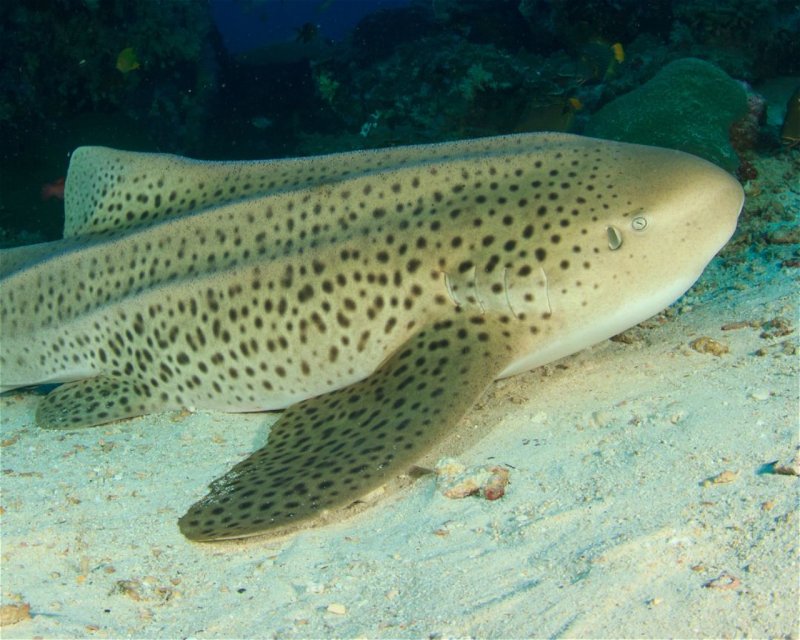 Divesite Image