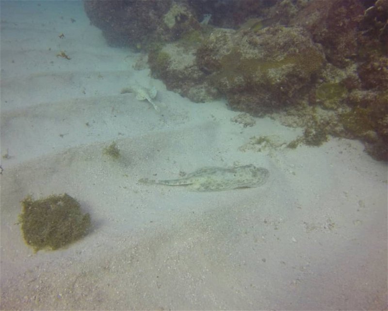 Divesite Image