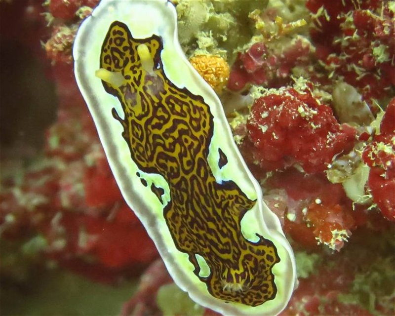 Divesite Image